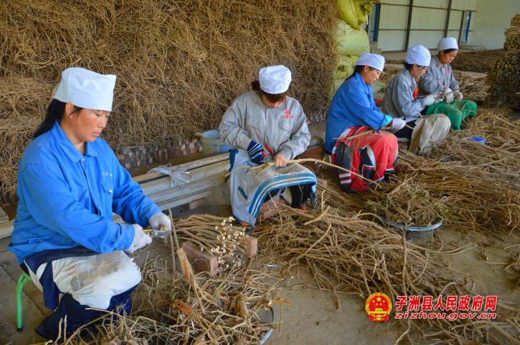 工人们正在对回收的黄芪进行初加工_1.jpg
